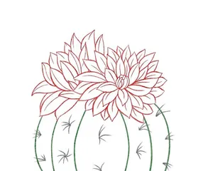 How long is the dormant period of a cactus? (Unraveling the mystery of the cactus's dormant period, telling you how many months a cactus enters dormancy)