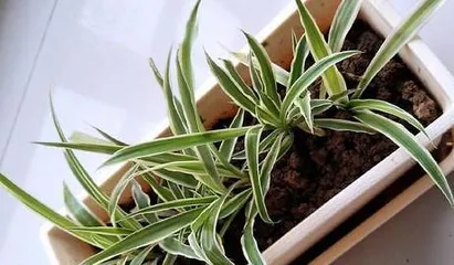 Exploring the botanical classification of Chlorophytum (Monocot or Dicot? — A Chlorophytum Perspective on Plant Classification)