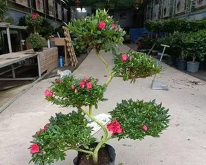 The blooming period and number of flowering times of Azalea Pink Peach (to understand the growth characteristics and care techniques of Azalea Pink Peach)