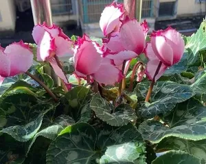 Daffodil Root Rot Treatment (How to Prevent Daffodil Root Rot? Causes and Treatment Methods of Daffodil Root Rot!)