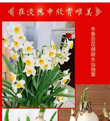 A Comprehensive Guide to Growing Hyacinths in Water (Create a Home Beauty, Learn Step-by-Step Hyacinth Care Techniques in Water)
