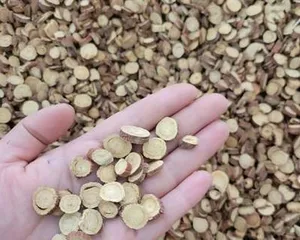 Exploring the Origin and Cultivation of Licorice