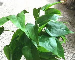 Dieffenbachia and Anthurium: Unveiling the Wonderful World of Magical Flowers