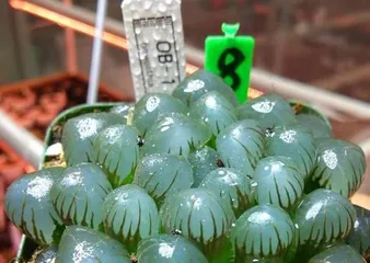 Growing Techniques for Ice Plant (Creating a Rapidly Growing, Healthy Ice Plant Garden)