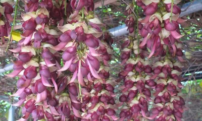 Exploring the Beauty of Shantou's City Flower (Origin, Characteristics, and Significance)