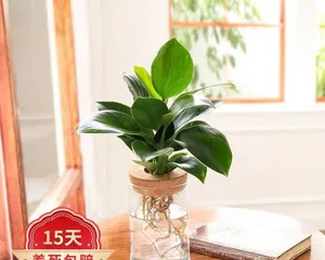 How to care for water-cultivated Asparagus setaceus to make it more lush (nutritional needs and care tips for water-cultivated Asparagus setaceus)