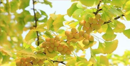 Unveiling the True Identity of Olive Plants (Is Olive a Gymnosperm? Exploring the Truth!)