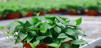 Unveiling the Origin and Related Knowledge of Devil's Ivy (Where is the homeland of Devil's Ivy? What are the varieties of Devil's Ivy?)