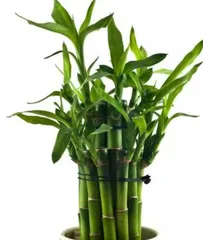 Essential Plants for a Dragon's Bedroom (Bringing Good Luck and Comfort to Your Bedroom)