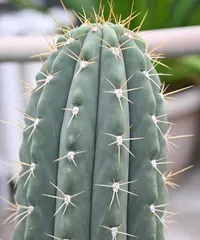 Characteristics and Growth Habits of Cacti (Understanding the appearance and features of cacti will bring you a visual feast!)