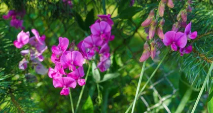 How to Help Lilac Survive Winter Safely? (Lilac Care Tips and Precautions)