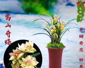 Complete Guide to Growing Potted Orchids (From Choosing Seedlings to Care, Easily Create a Green Space)