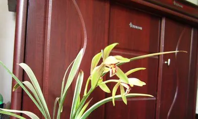 The Flowering Season and Propagation of Jianlan Jinqi (Understanding how many times Jianlan Jinqi blooms in a year and mastering propagation techniques)