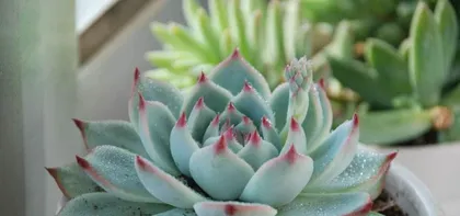 The drought tolerance of succulents (Exploring how succulents survive in arid environments)