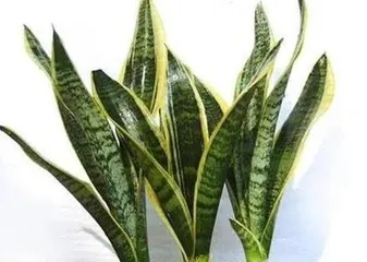 How to water Zamioculcas zamiifolia scientifically? (Once a week, pay attention to details, succulent and juicy)