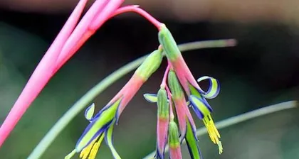 The Toxicity of the Water Tower Flower and its Indoor Care Methods (Toxicity Assessment and Indoor Care Guide for the Water Tower Flower,)