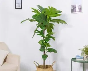Care Methods for Azalea Potted Plants (Growing Azalea Potted Plants Indoors to Bring More Green Vitality to Your Home)