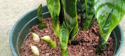 How to save a dieffenbachia with rotten heart? (Prevention methods and treatment plans for dieffenbachia rot heart, popular science knowledge you should know about dieffenbachia)