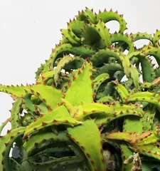 The potting and care methods of Aloe vera (to make your Aloe vera grow healthily)