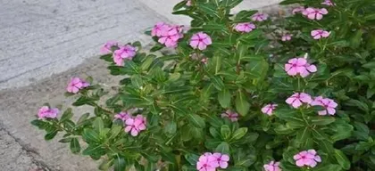 November Gardening Guide (Create Your Own Garden)