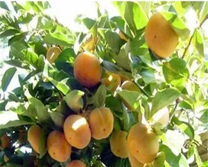 How to Grow Healthy Persimmon Trees (Suitable Growth Conditions and Care Techniques)