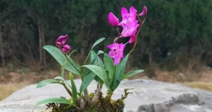 How to cultivate Dendrobium candidum to bloom? (Learn the growth conditions of Dendrobium candidum to make your plant thrive)