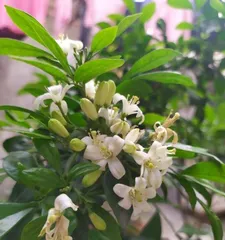 Causes and Solutions for Orange Jasmine's Lack of Blooming (Exploring the Reasons for Orange Jasmine's Absence of Flowering, Teaching You Scientific Methods for Thriving Blooms)