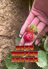 Growth characteristics and planting techniques of strawberry seedlings (strawberry seedlings that are replaced once a year, how to care for them?)