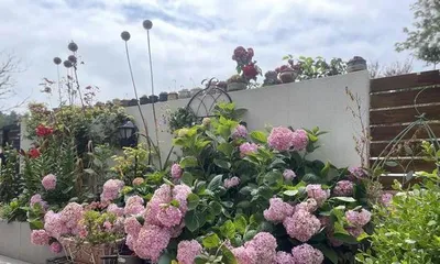 Plant selection and layout in a small courtyard (Creating a comfortable and natural small space)