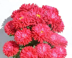 The Complete Guide to Chrysanthemum Blooming (Chrysanthemum's blooming season, flower colors, flower shapes, cultivation techniques, etc.)