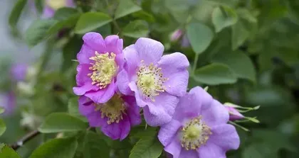 The Growth Environment and Characteristics of Roses (Exploring the growth environment and characteristics of roses to help enthusiasts better cultivate and appreciate them)