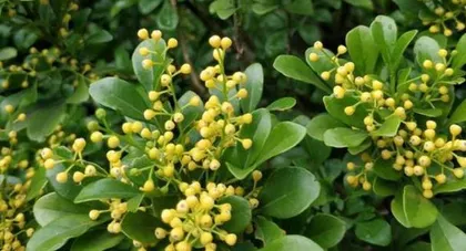如何养护管理米兰花期(打造美丽的花园,从养护米兰花期开始)1