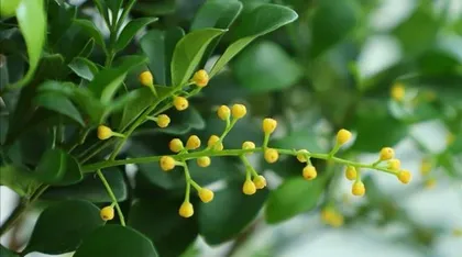 如何养护管理米兰花期(打造美丽的花园,从养护米兰花期开始)3