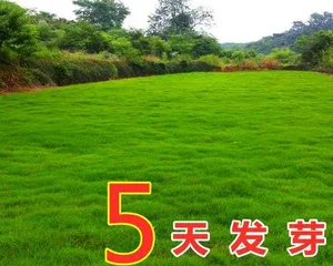 从选种到养护,一步步教你如何栽培美丽的草坪(从选种到养护,一步步教你如何栽培美丽的草坪)3