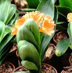 Northern Home Flower Care Guide (Create a Green Home, Make Life Better) 1