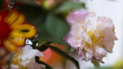 Northern Home Flower Care Guide (Create a Green Home, Make Life Better) 2