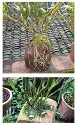 How to Keep Tree Stump Dendrobium Thriving (From Care to Propagation, Creating Unique Ornamental Effects) 1