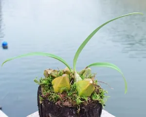 How to Keep Tree Stump Dendrobium Thriving (From Care to Propagation, Creating Unique Ornamental Effects) 2