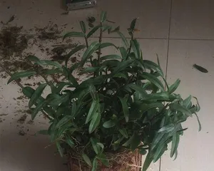 How to Keep Tree Stump Dendrobium Thriving (From Care to Propagation, Creating Unique Ornamental Effects) 3
