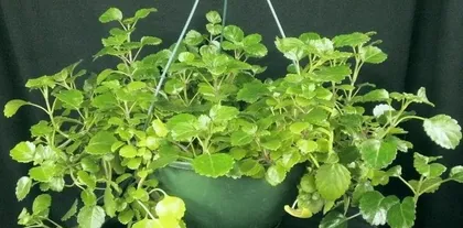 Ivy Care Tips: How to Make Ivy Thrive?1