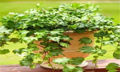 Ivy Care Tips: How to Make Ivy Thrive?2