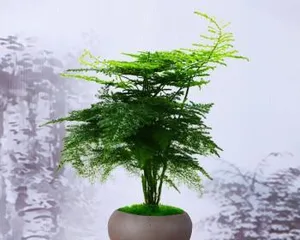 Indoor Care Guide for Asparagus Fern (Easily Create a Green Home Environment) 1