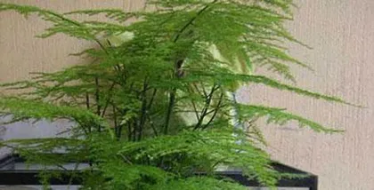 Indoor Care Guide for Asparagus Fern (Easily Create a Green Home Environment) 3
