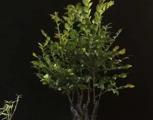How to Properly Care for Pterocarpus santalinus? (Choosing Soil Suitable for Pterocarpus santalinus Growth) 2