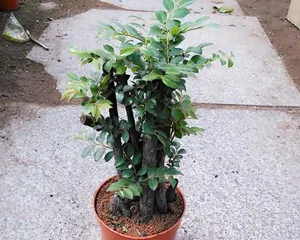 How to Properly Care for Pterocarpus santalinus? (Choosing Soil Suitable for Pterocarpus santalinus Growth) 3