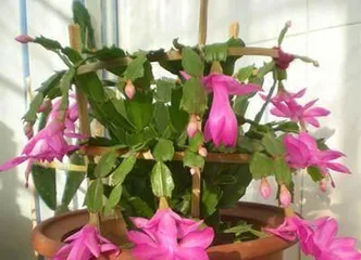 Complete Guide to Christmas Cactus Care (An easy-to-grow, beautiful green plant, master these methods to make your Christmas Cactus more beautiful!) 1