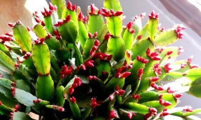 Complete Guide to Christmas Cactus Care (An easy-to-grow, beautiful green plant, master these methods to make your Christmas Cactus more beautiful!) 2