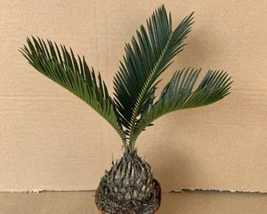 Cycas Rapid Growth Guide (Care Tips, Fertilization Methods, and Disease Prevention) 1