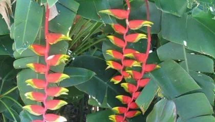 如何让蝎子莲花开花?(养护方法、肥料选择、水分控制、温度要求等)1