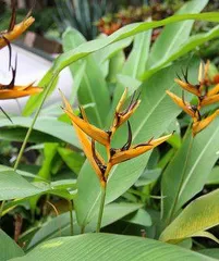 如何让蝎子莲花开花?(养护方法、肥料选择、水分控制、温度要求等)2